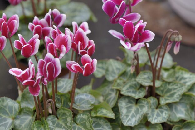 Houseplant sales up in November – Indoor cyclamen