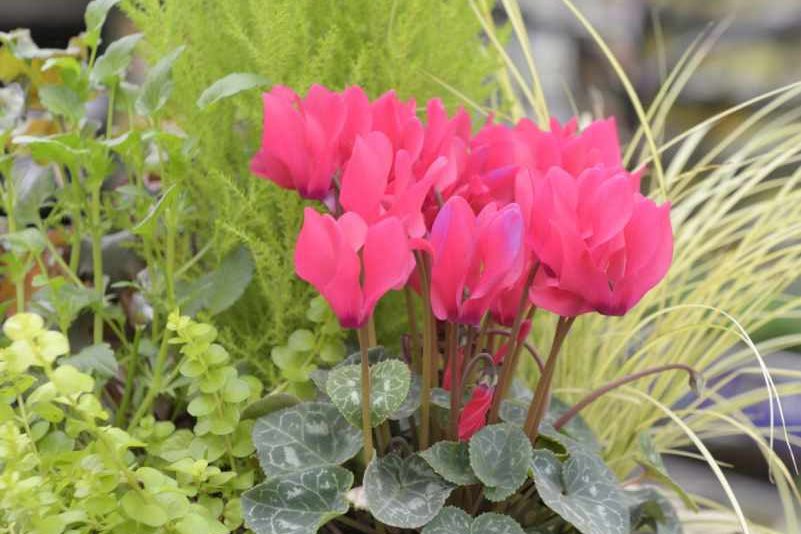 Outdoorplant19