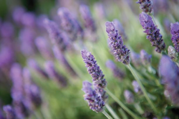 Lavender