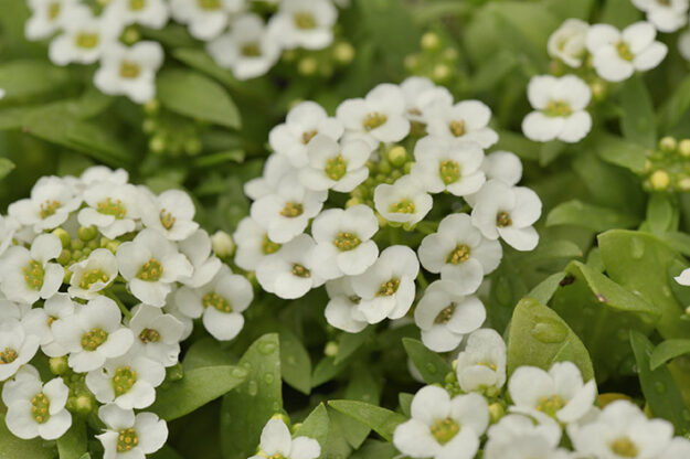 Alyssum Easter bonnet white Alyssum Easter bonnet white