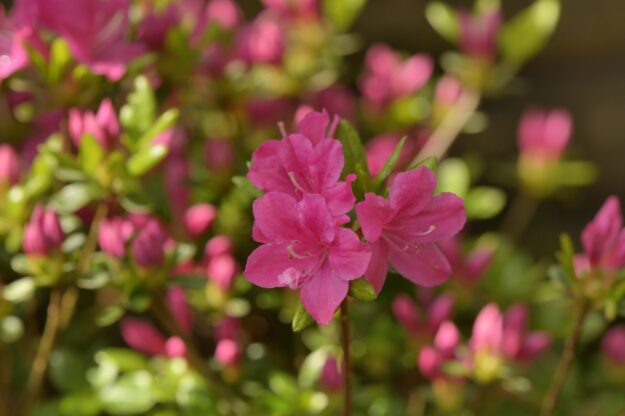 Azalea japonica kermesina