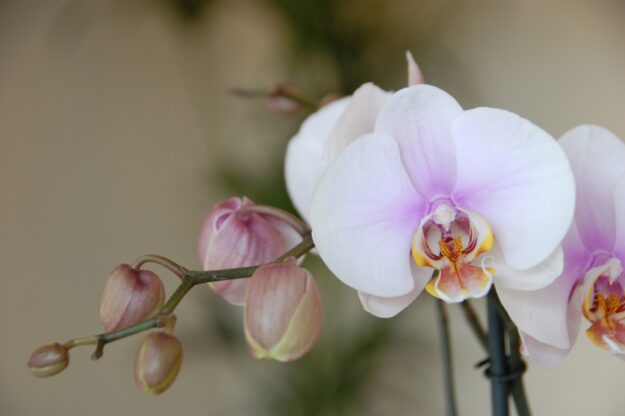 Blog 2 pic Phalaenopsis orchid