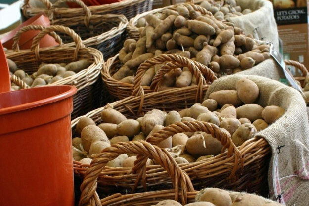 Seed potatoes in baskets_edited