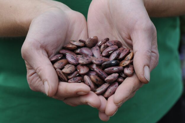 Broad bean seeds in hand – Copy