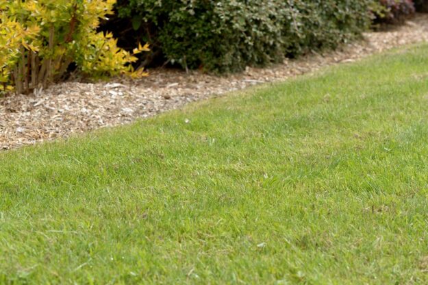 Lawn
