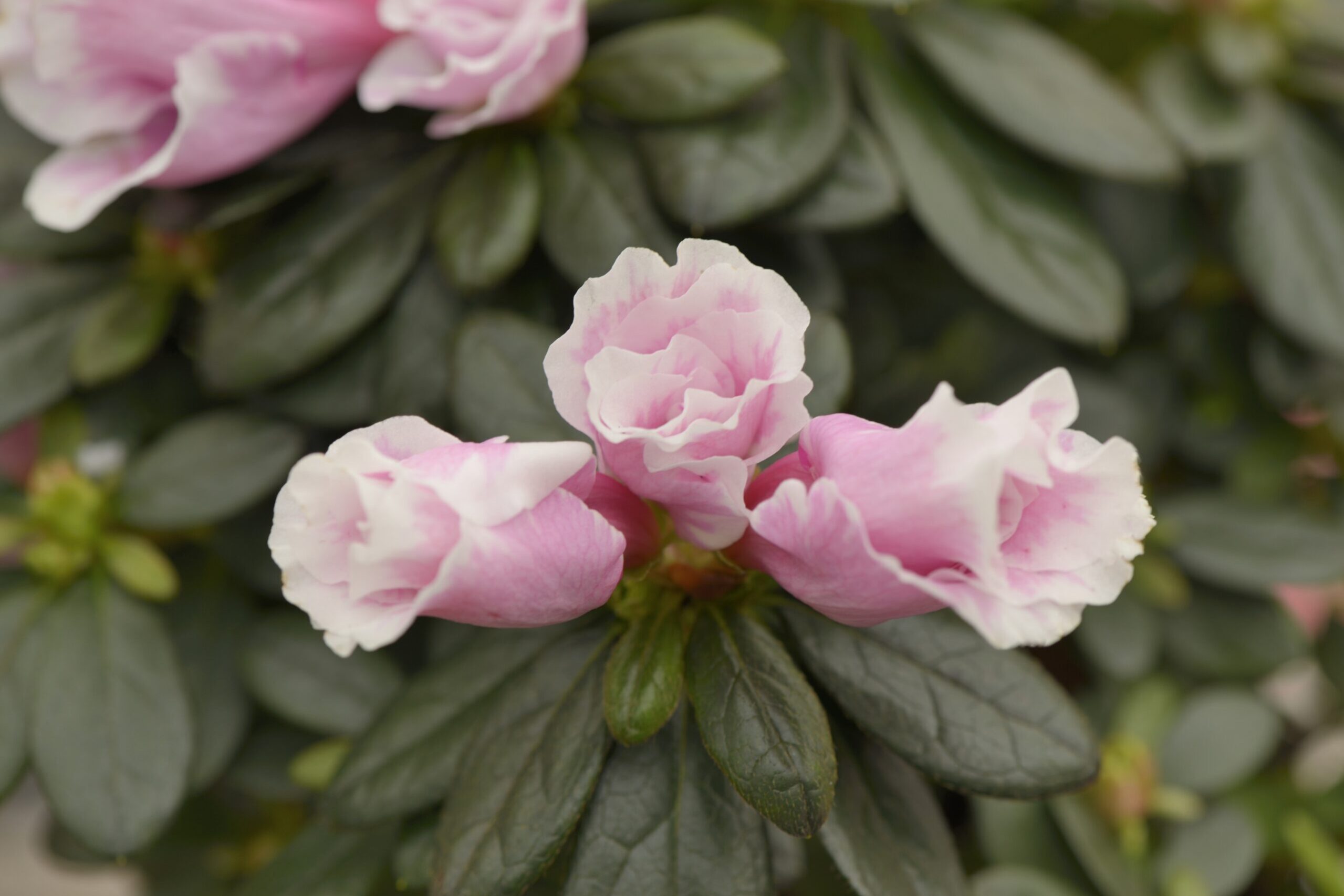 Azalea Trivor