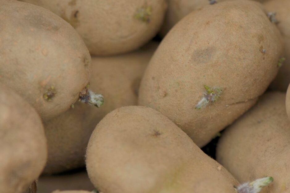 Potato – Duke of York p&r website