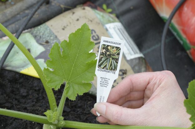 Courgette ambassador