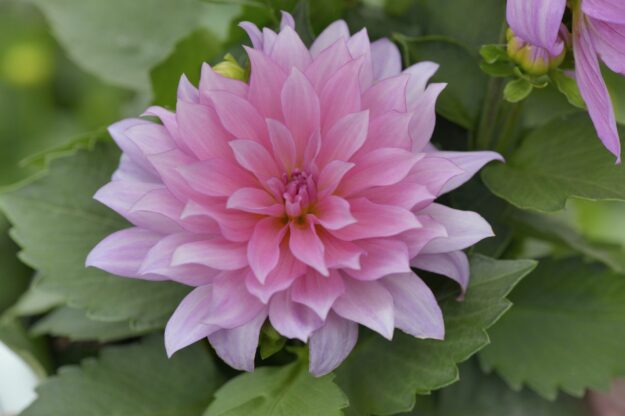 Dahlia ‘Gallery Renoir’