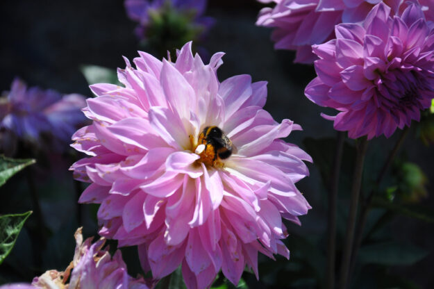 RS_DSC_0489