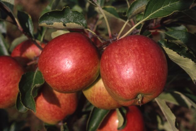 Apple Red Falstaff (2)222