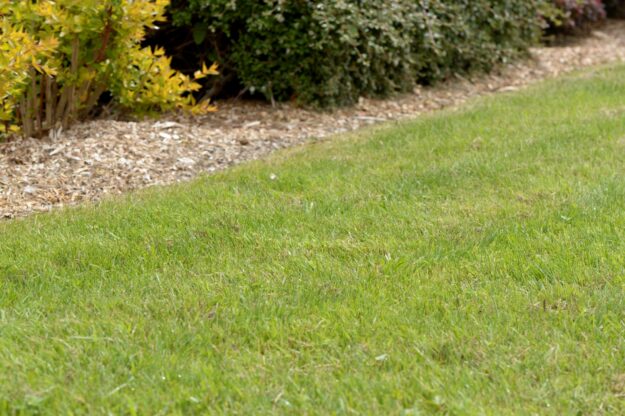 Lawn – Potter & Rest
