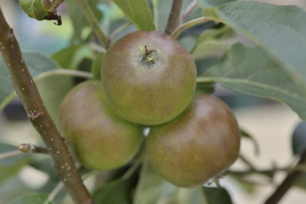 Apple Discovery