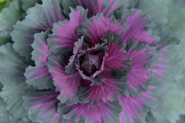 Brassica (smooth) red purple – ornamental cabbage
