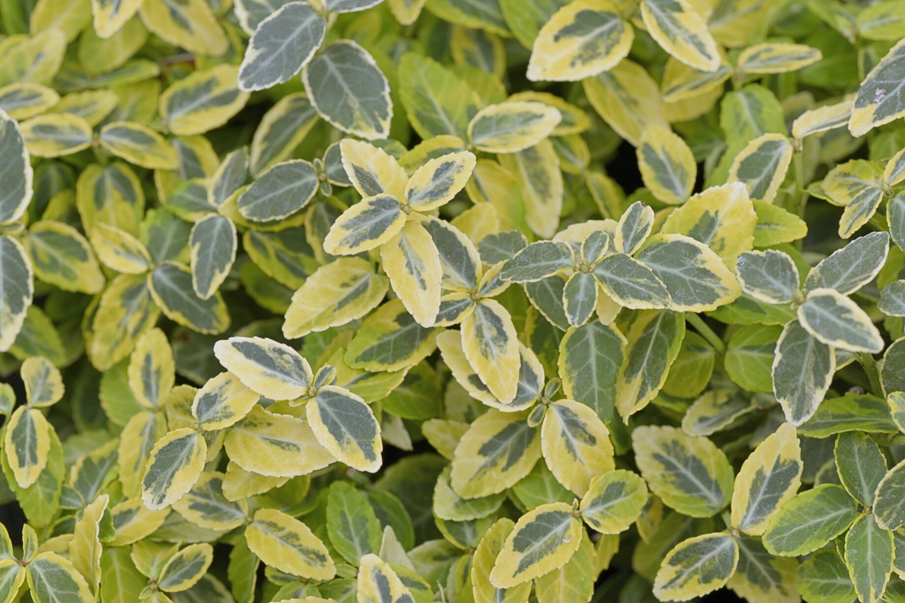Euonymus ‘Emerald & Gold’