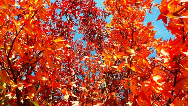 Liquidamber styraciflua Worplesdon