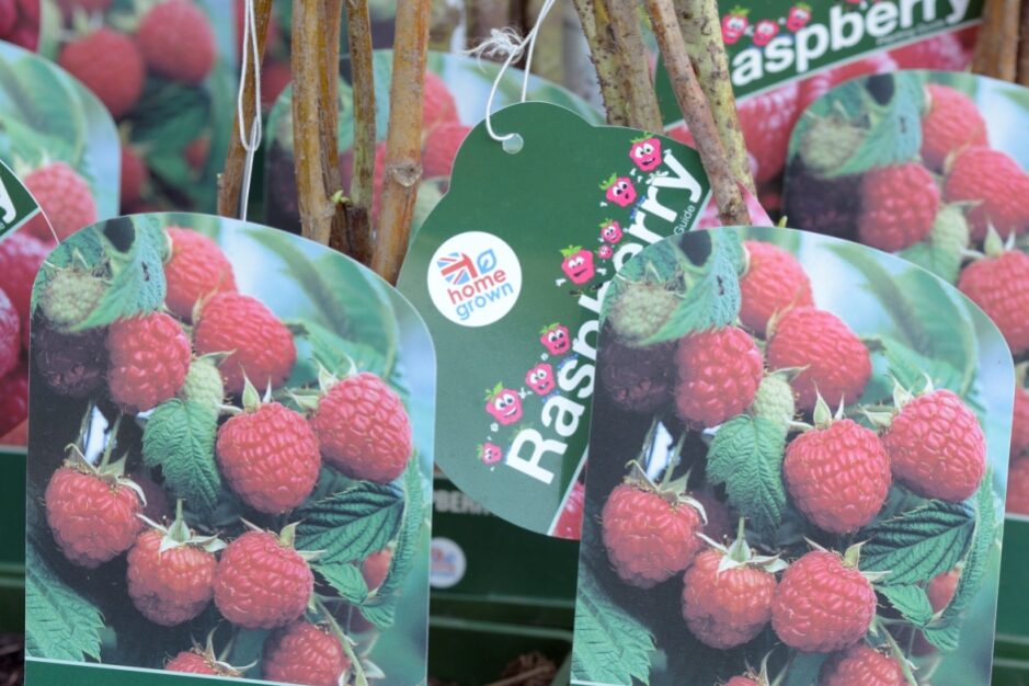 Raspberry ‘Autumn Bliss’ resized for P&R website