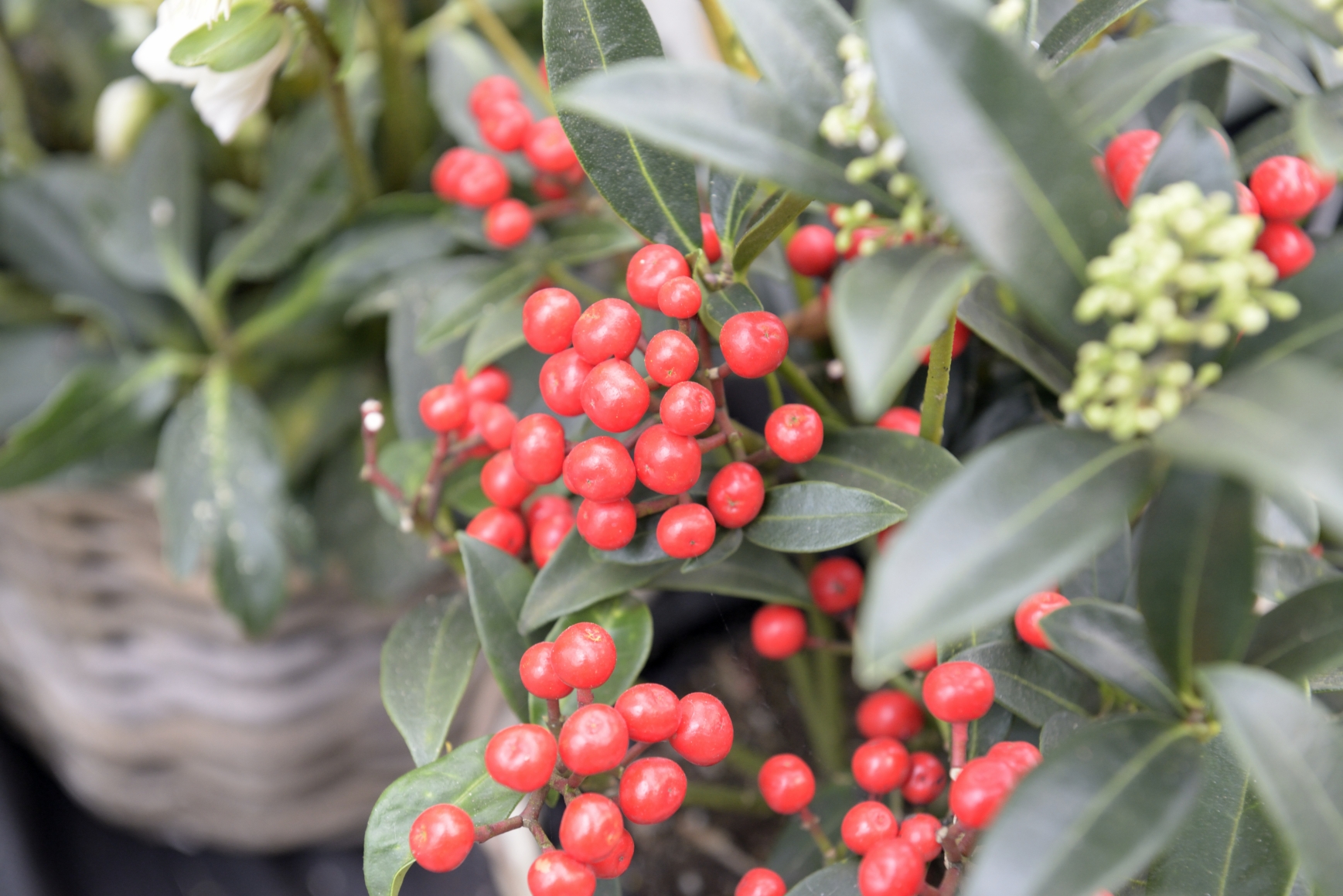 Skimmia Red Diamonds 17cm £17.50 – 2