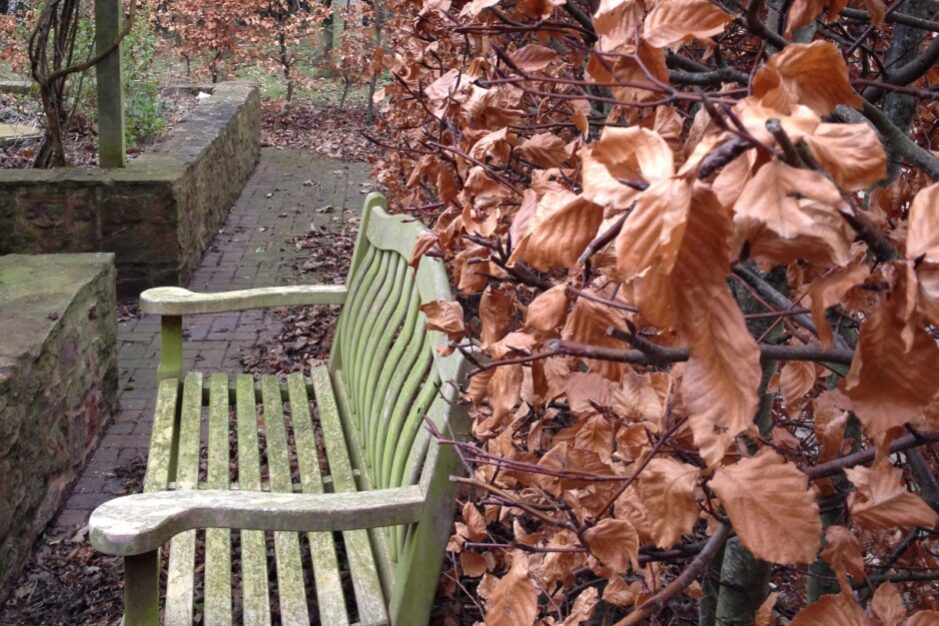 Beech hedge in winter resized