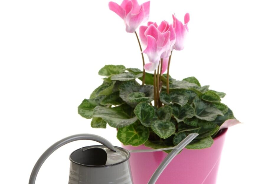 Grey watering can and pink cyclamen 2 p&r website