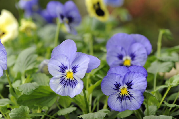 Pansy power