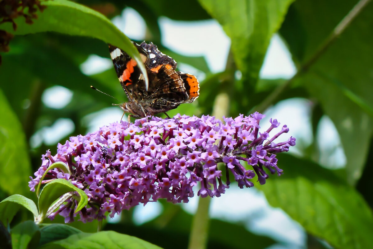 Butterfly