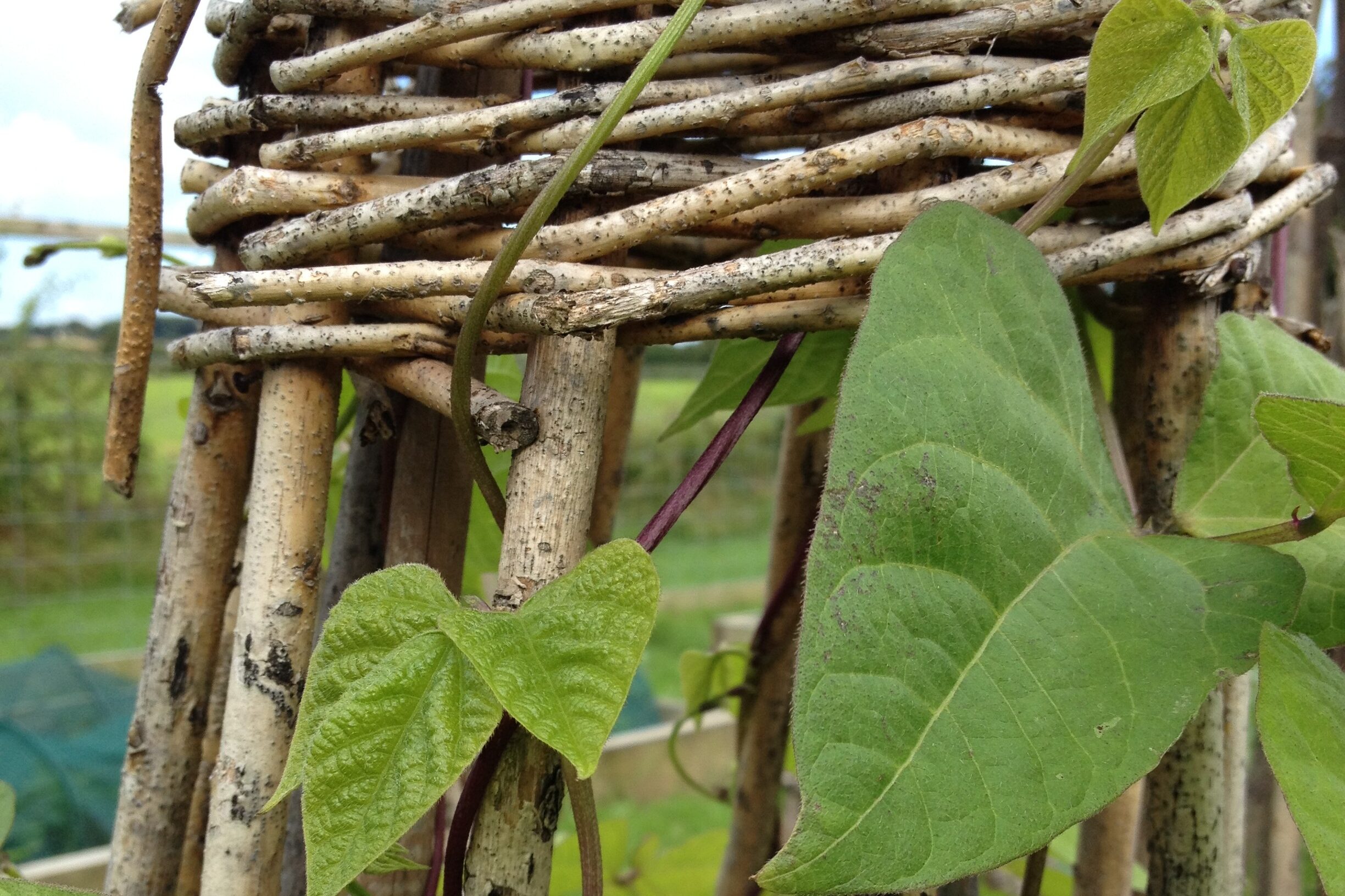 Pic 3 Runner beans
