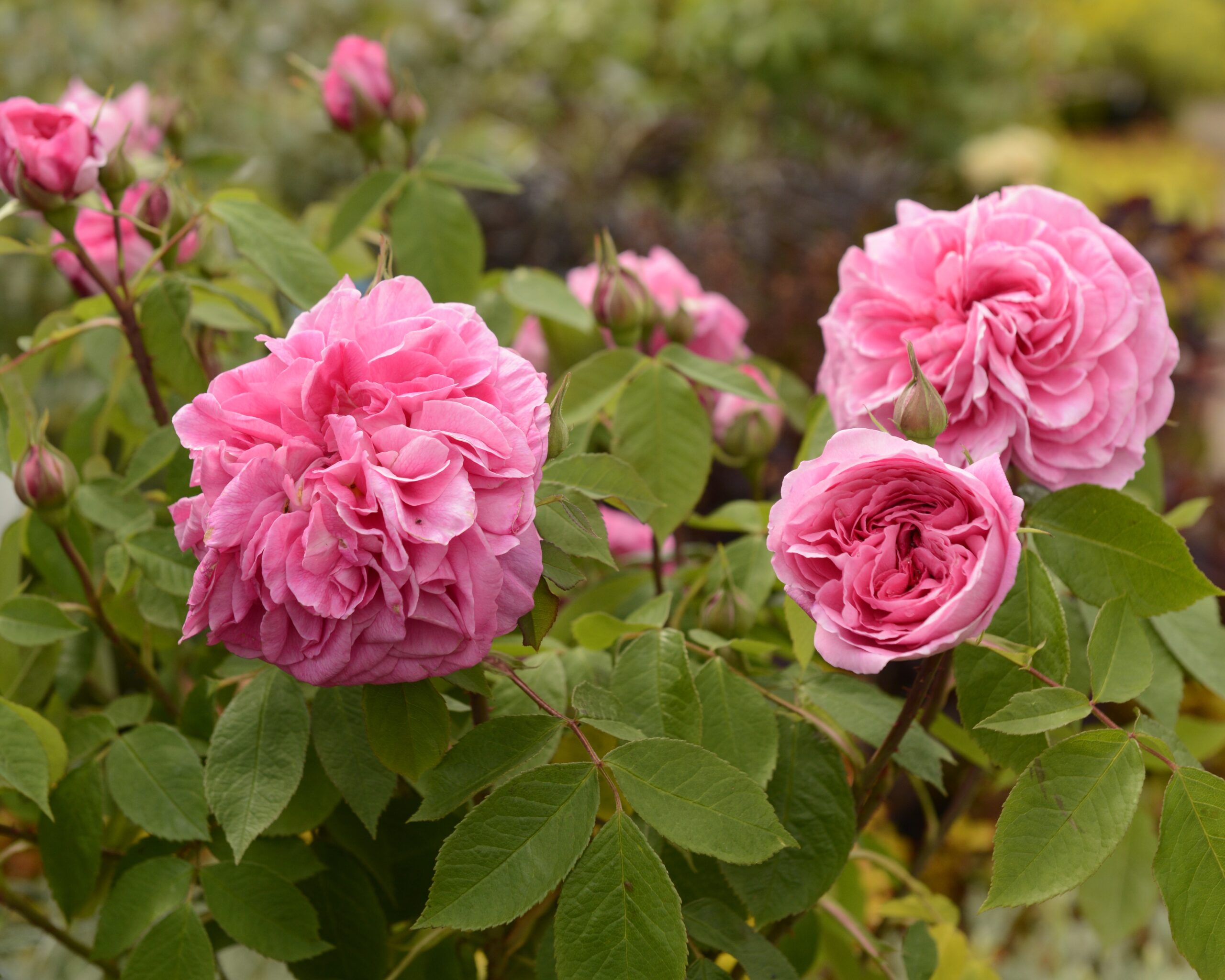 Roses and how to take care of them - GCA