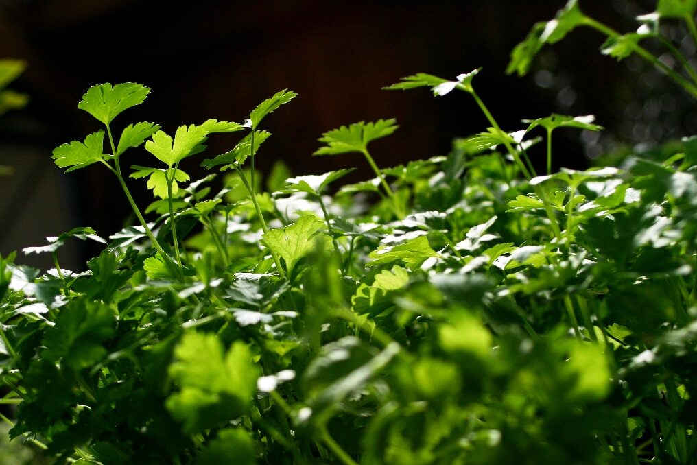 Pic 21 flat leaf parsley close up