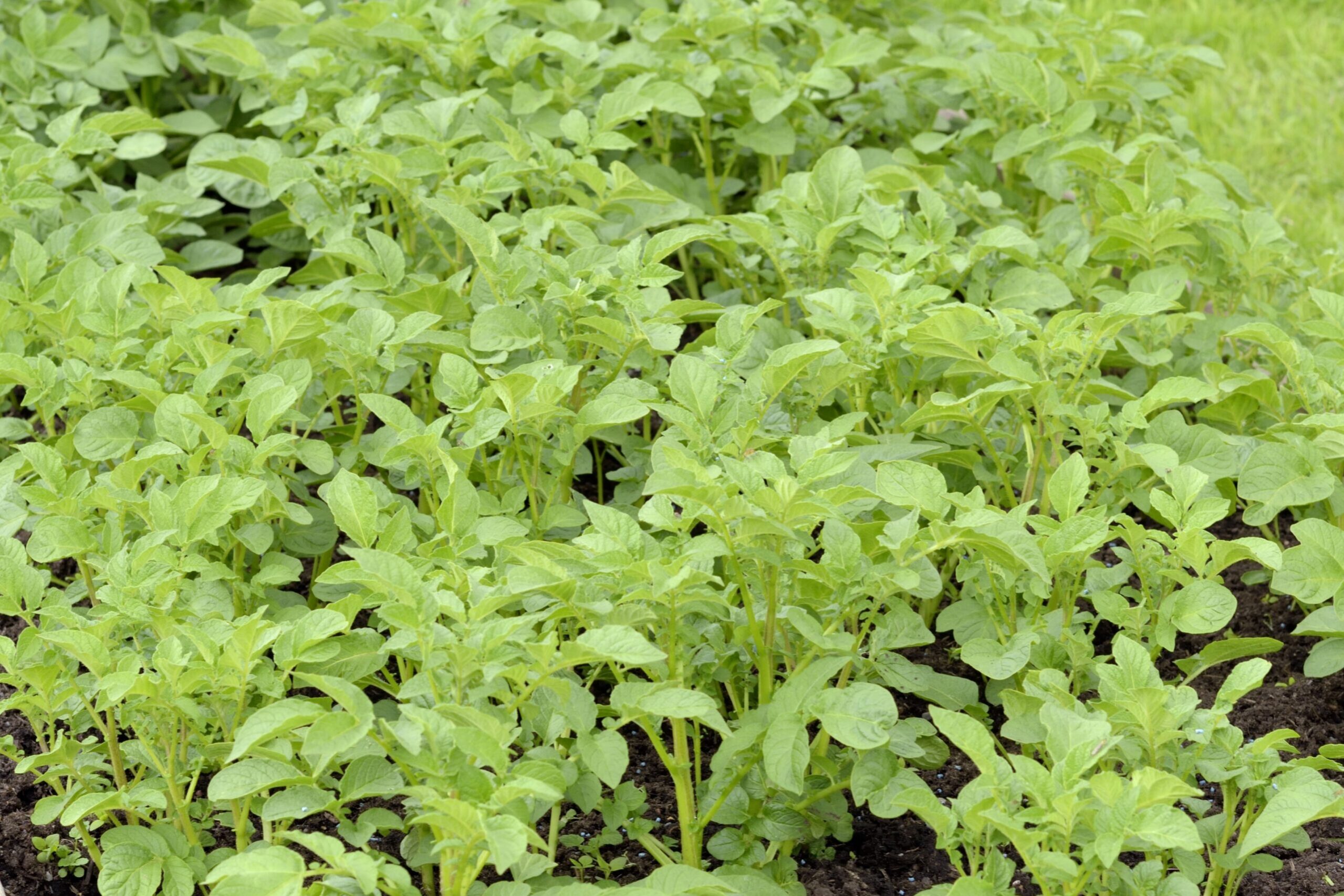 Potatoes growing in raised bed