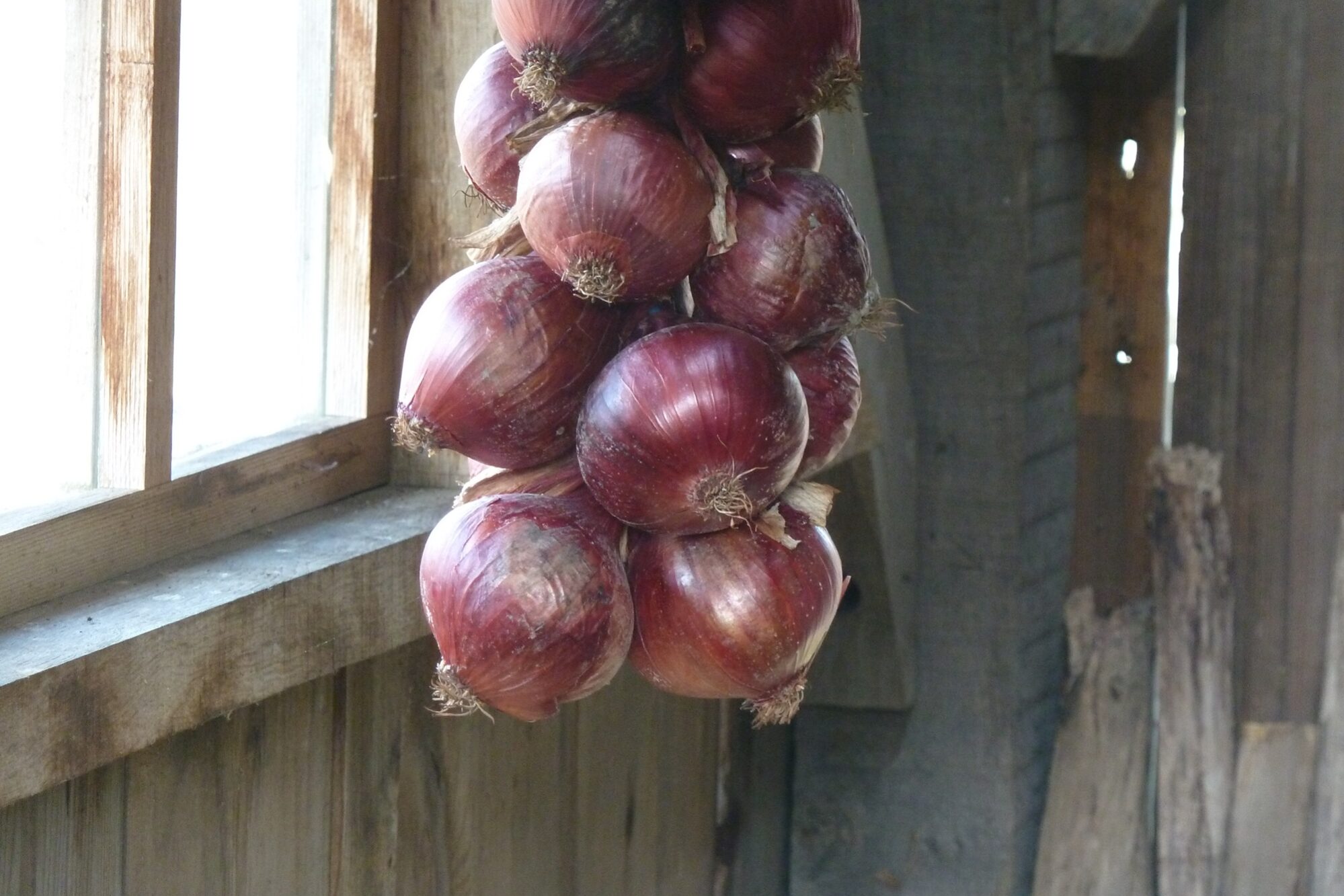 P1030303 red onions