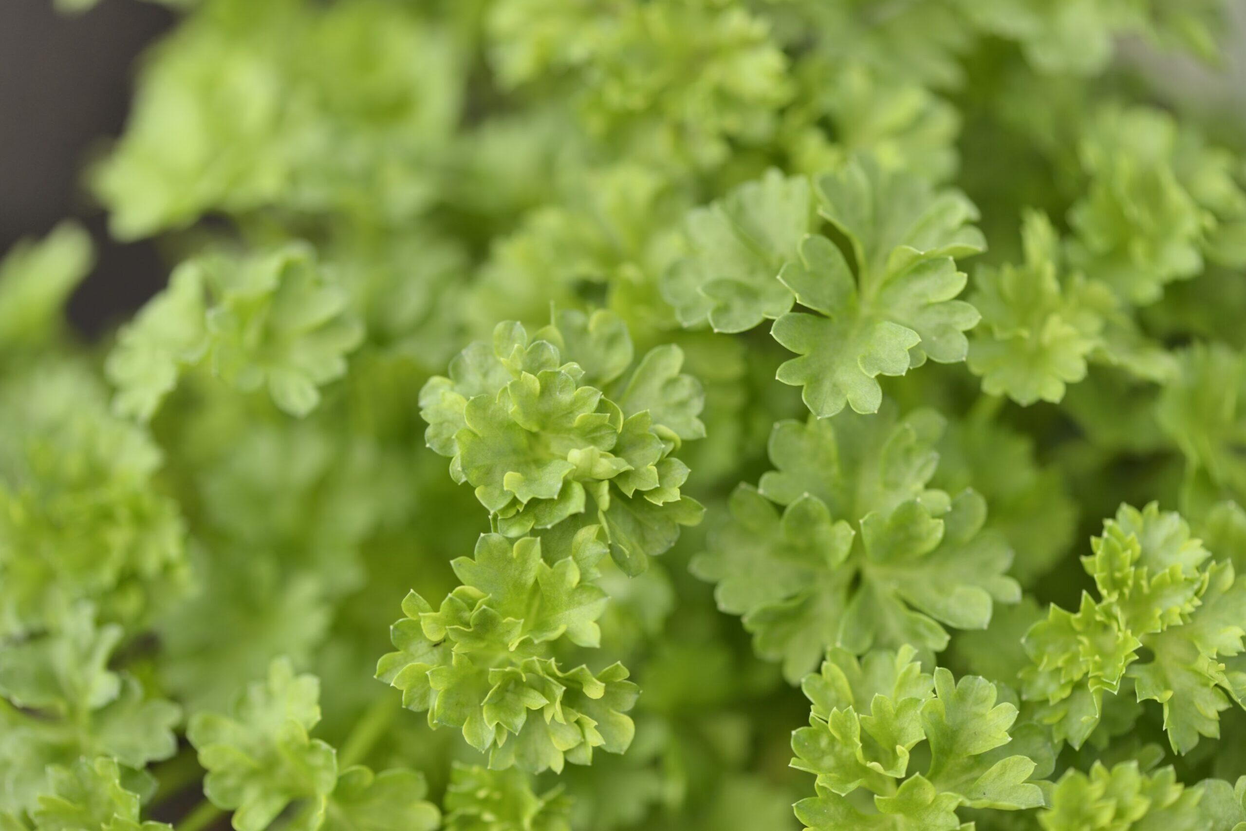 Moss curled parsley