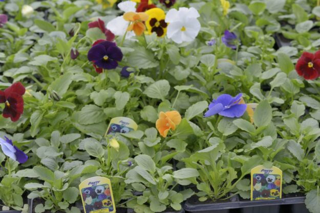Pic x blog 2 Pansy mix