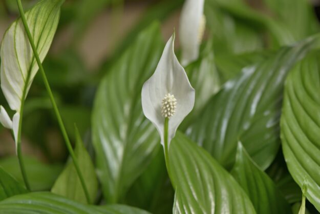 Pic x blog 3 Houseplant – Spathiphyllum straus – Copy