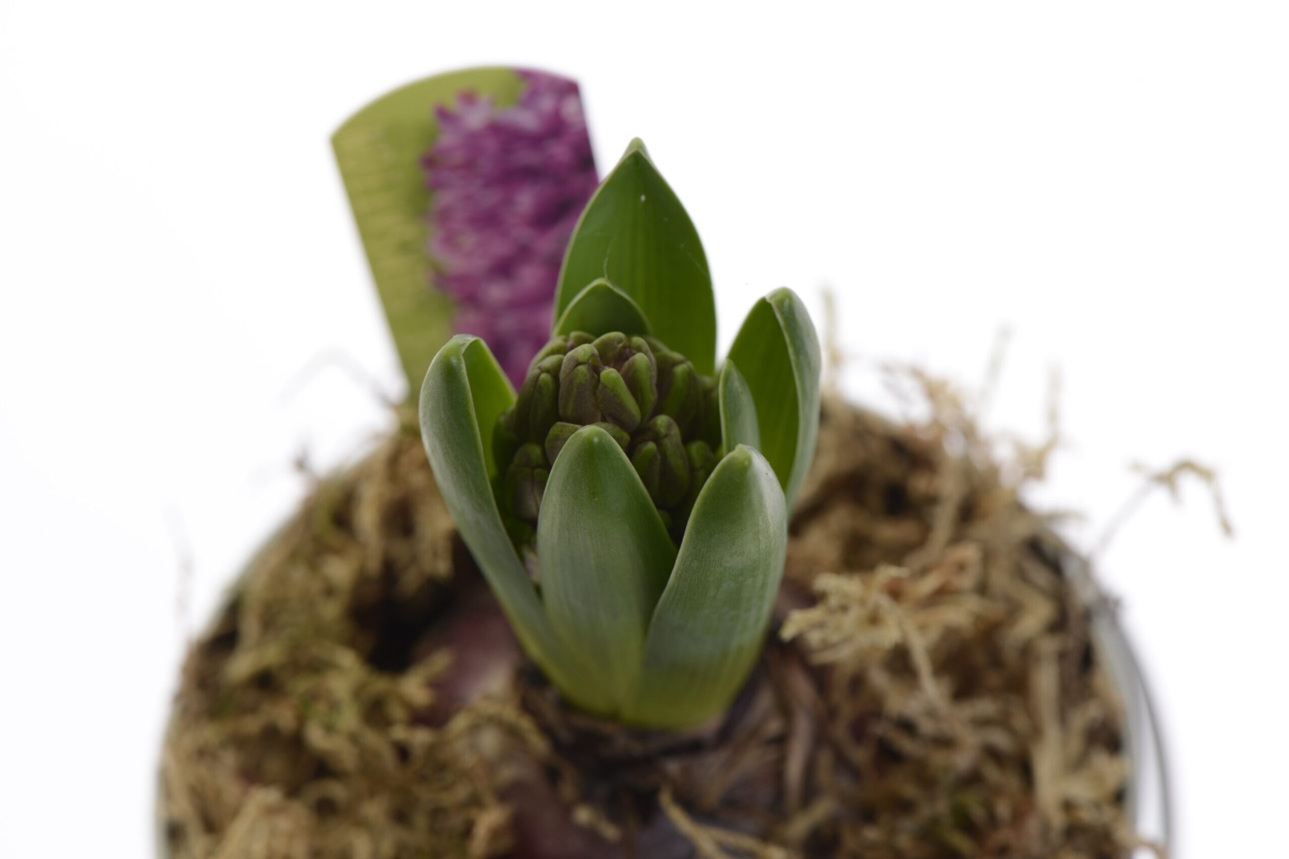 Pic x blog 4 hyacinth close up