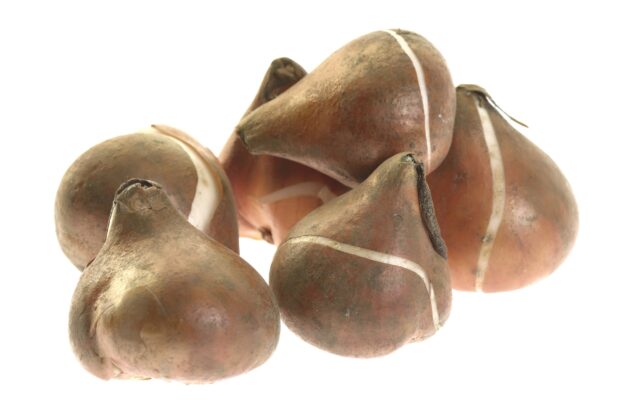 Bulbs 11