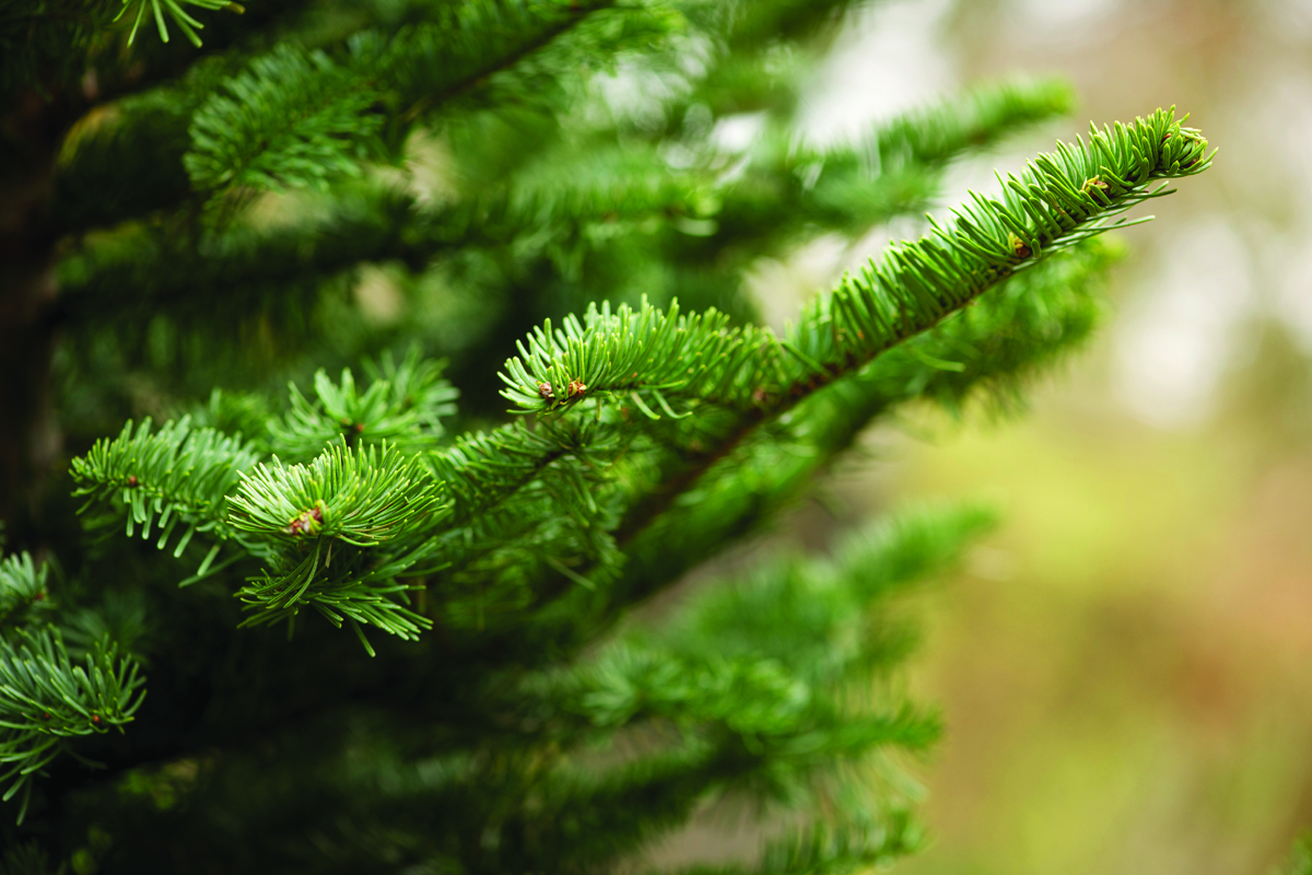 Generic Christmas tree – Copy