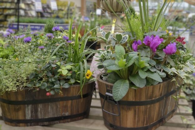 Pic 19 window boxes