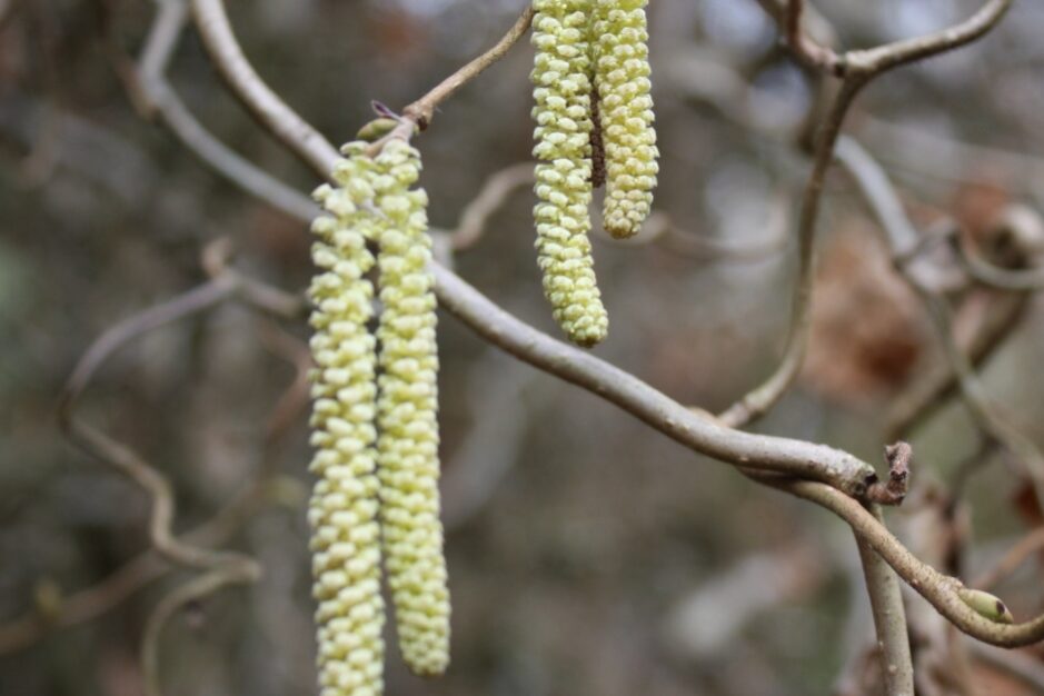 Hazel catkins resized for P&R website