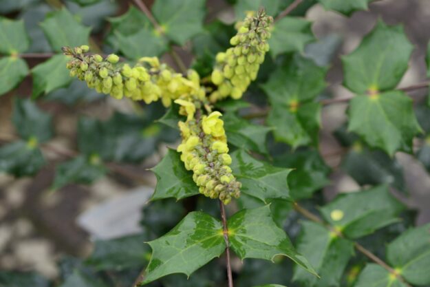 Mahonia japonica,