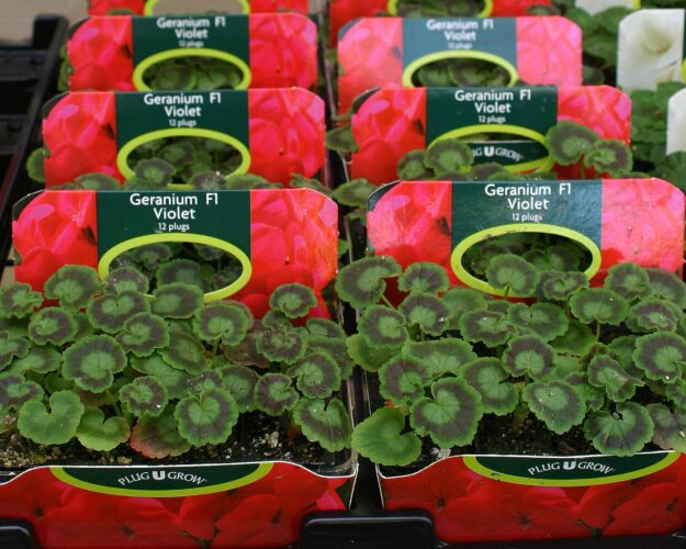 bedding geraniums