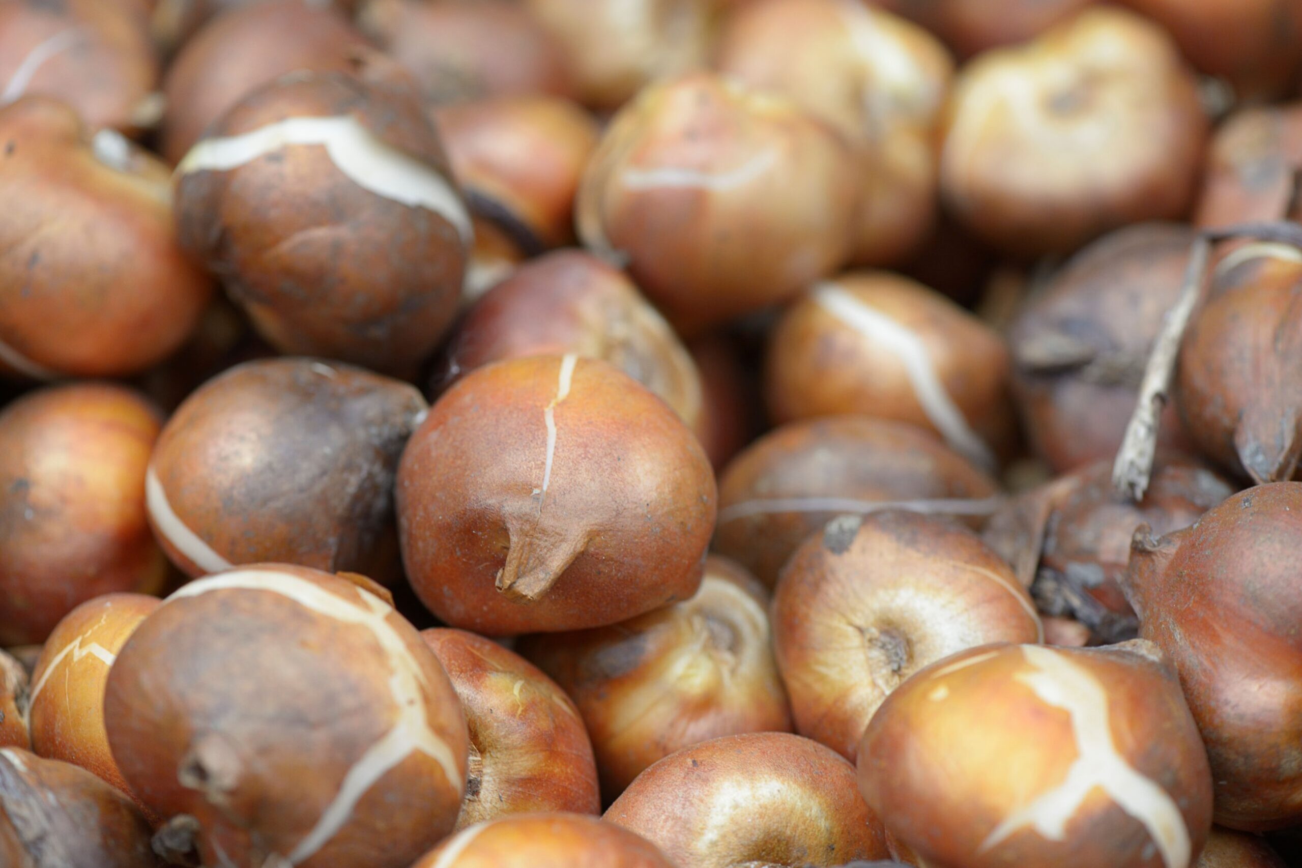 ‘ – Supersize bulbs